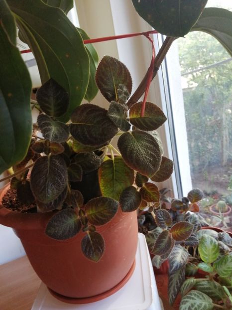  - Episcia