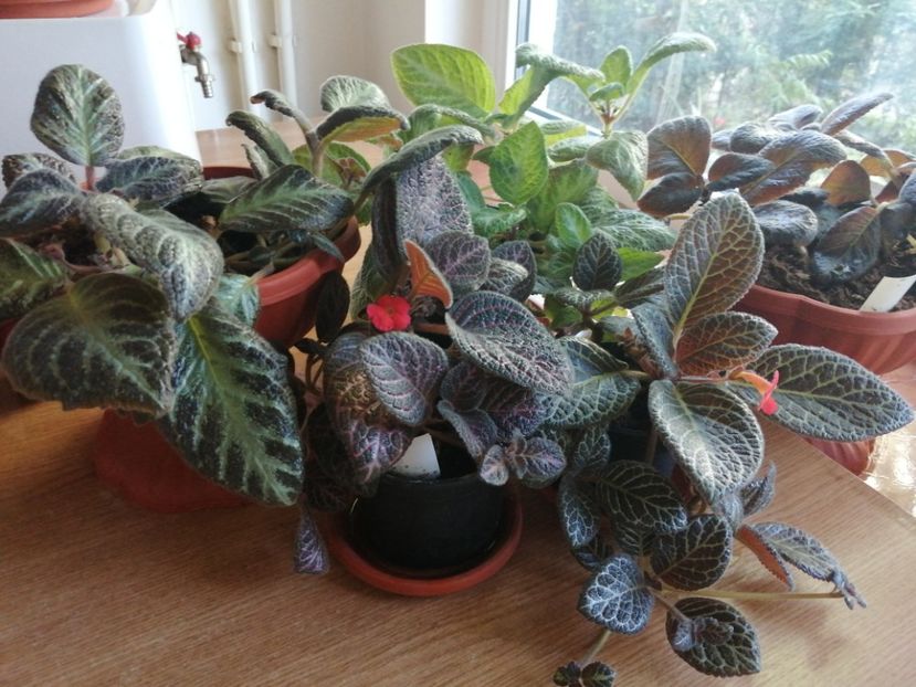  - Episcia