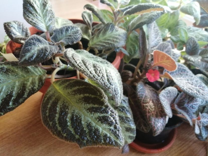  - Episcia