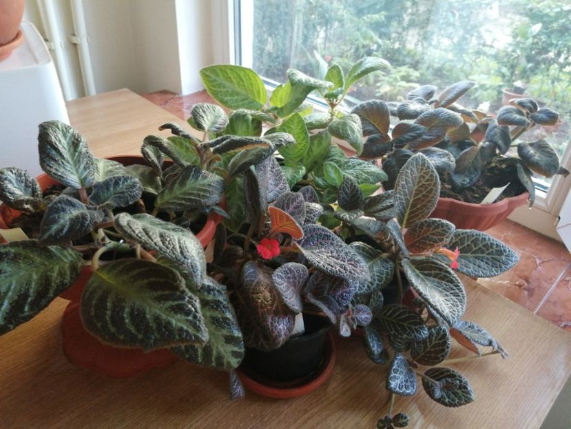 - Episcia