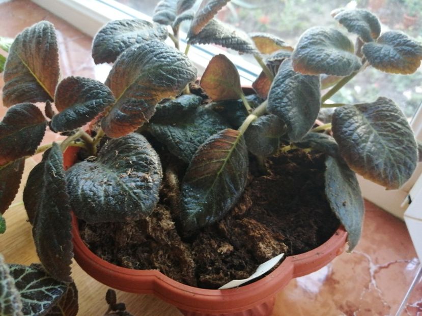  - Episcia