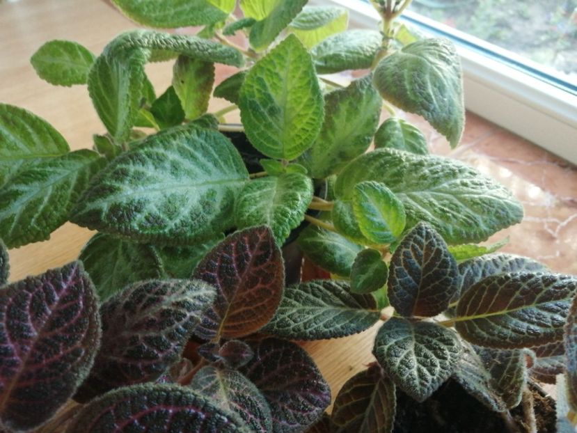  - Episcia