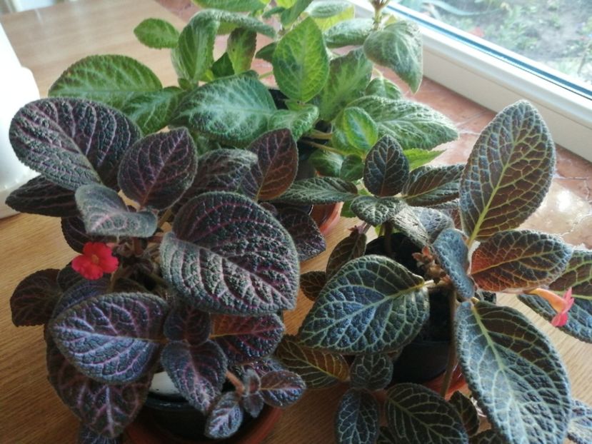  - Episcia