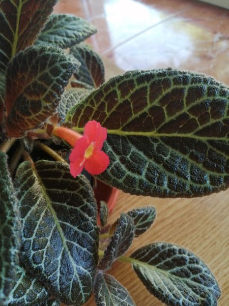  - Episcia