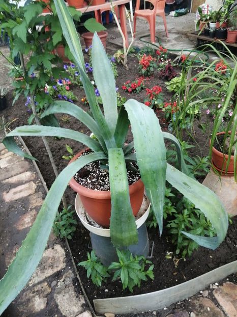  - Agave - cactuși - suculente