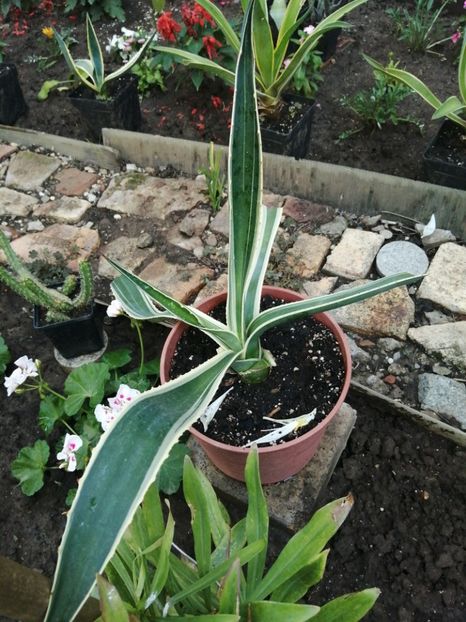  - Agave - cactuși - suculente