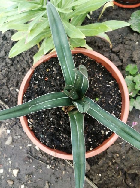  - Agave - cactuși - suculente