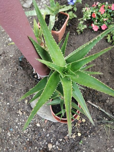  - Agave - cactuși - suculente