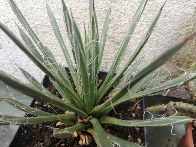  - Agave - cactuși - suculente