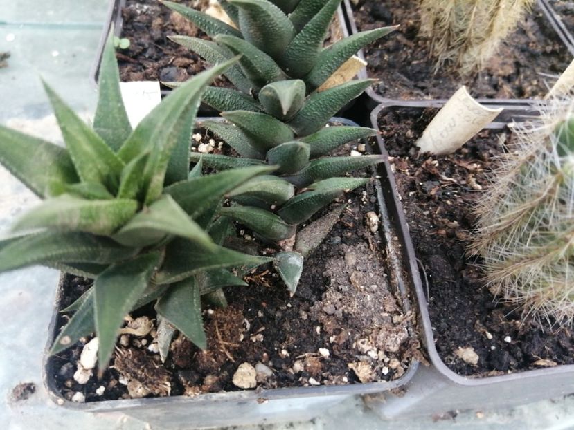  - Agave - cactuși - suculente