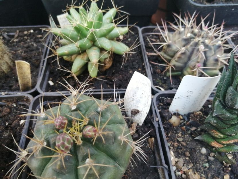  - Agave - cactuși - suculente