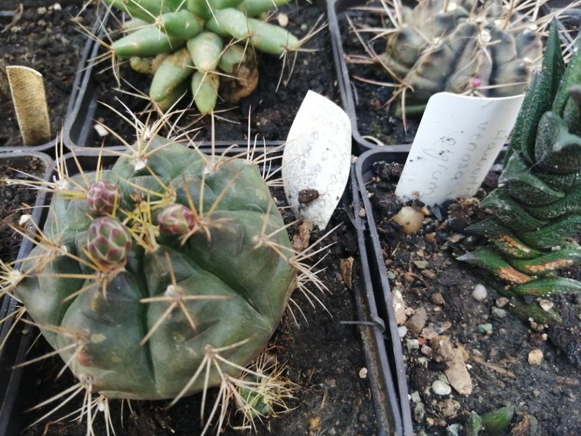  - Agave - cactuși - suculente