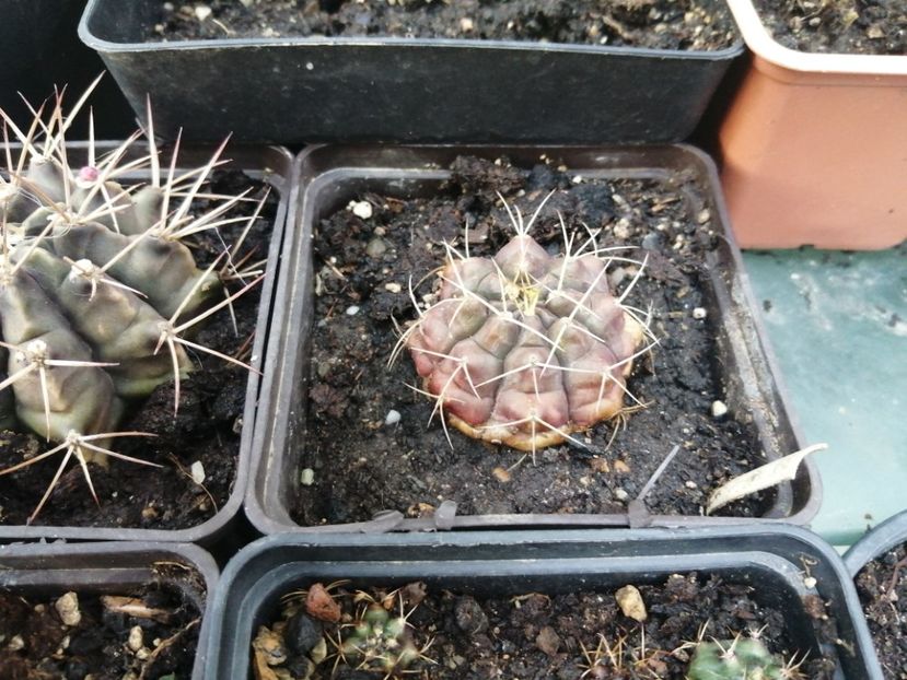  - Agave - cactuși - suculente