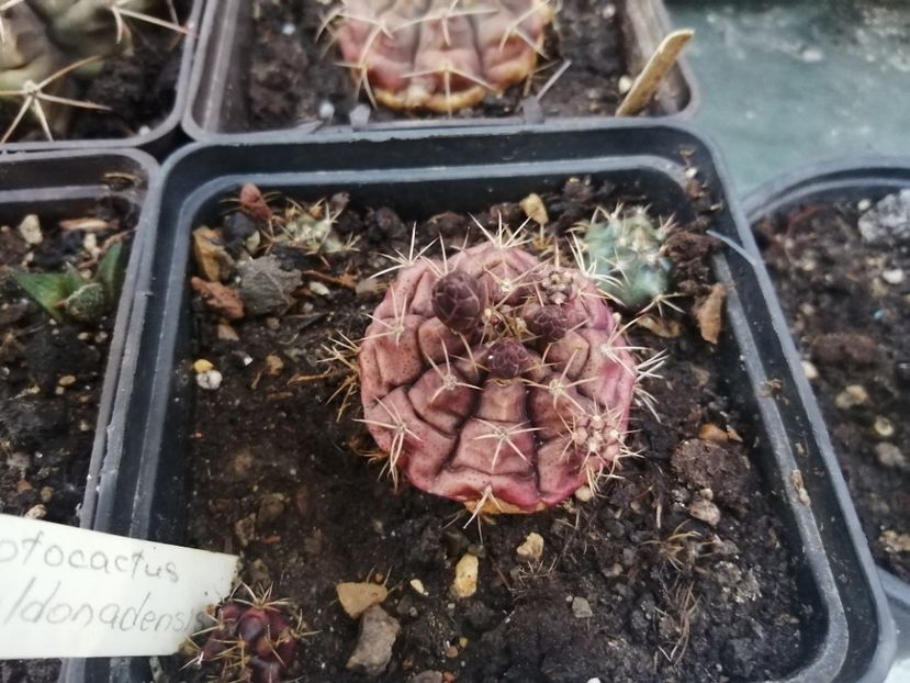  - Agave - cactuși - suculente