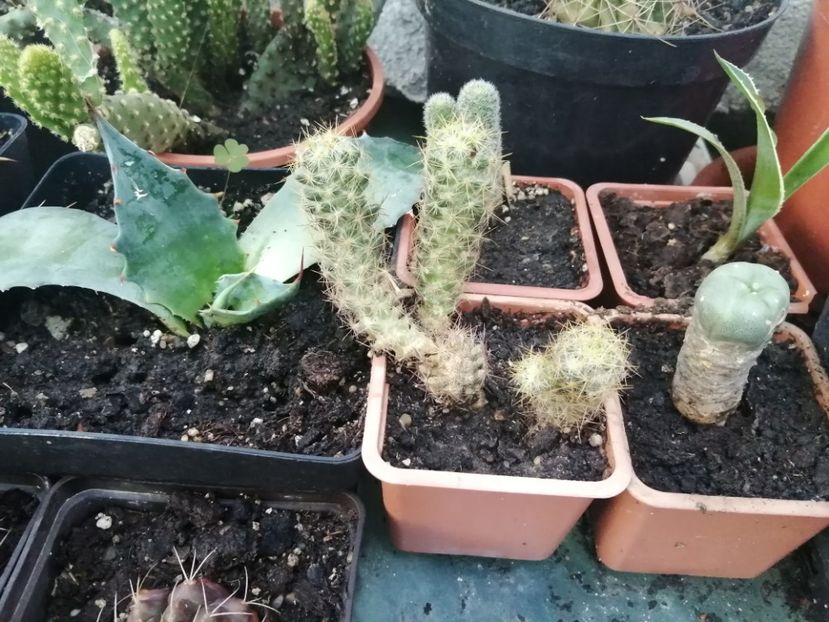  - Agave - cactuși - suculente