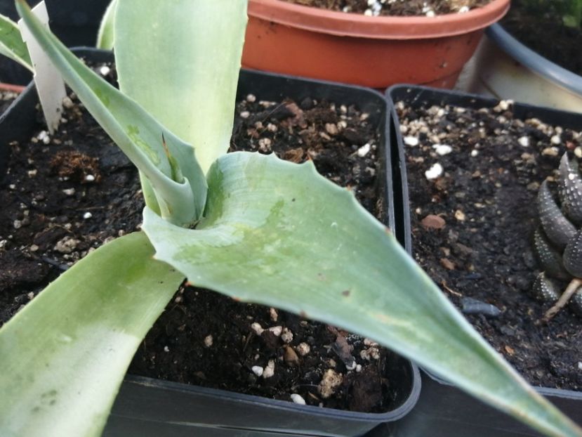  - Agave - cactuși - suculente