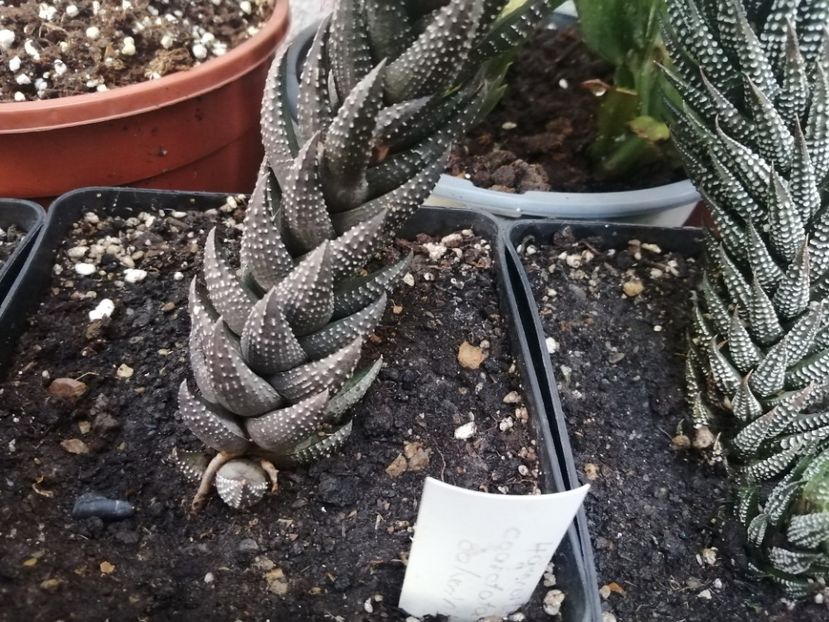  - Agave - cactuși - suculente