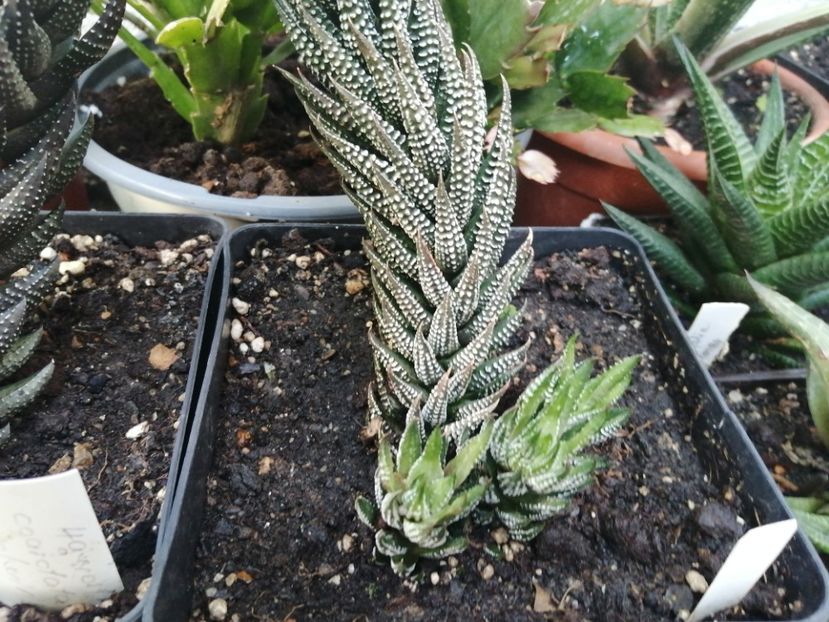  - Agave - cactuși - suculente