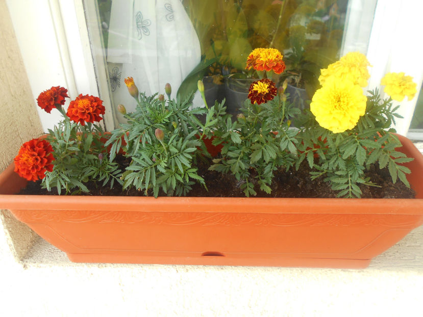 craite - 06___FLORI 2020