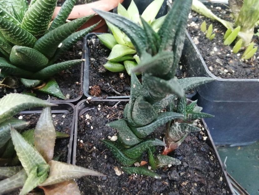  - Agave - cactuși - suculente