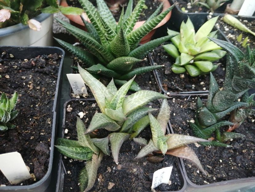  - Agave - cactuși - suculente