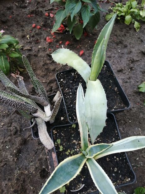  - Agave - cactuși - suculente