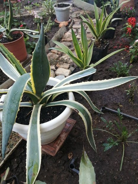  - Agave - cactuși - suculente