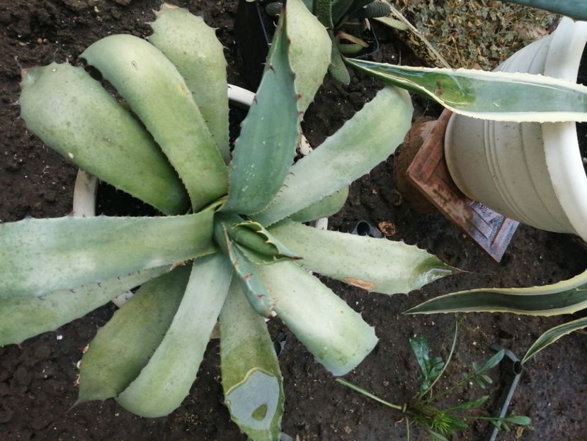  - Agave - cactuși - suculente