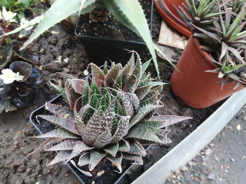  - Agave - cactuși - suculente