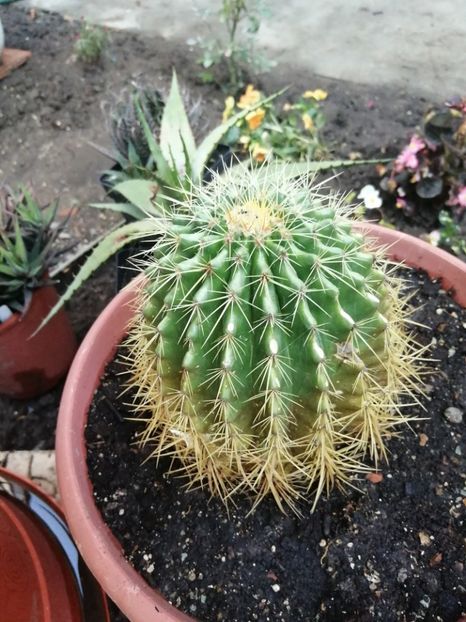  - Agave - cactuși - suculente