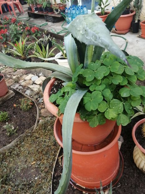  - Agave - cactuși - suculente