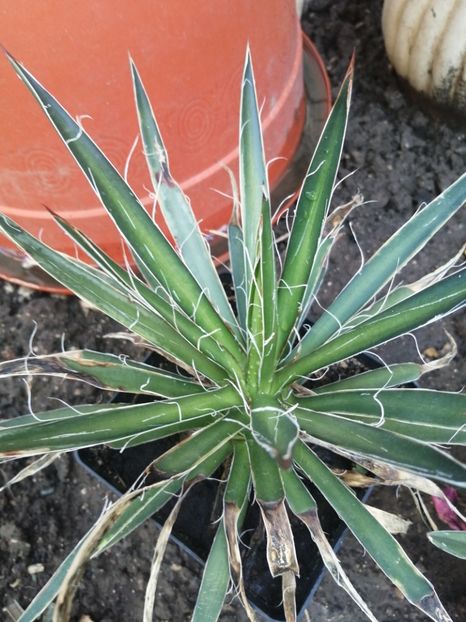  - Agave - cactuși - suculente