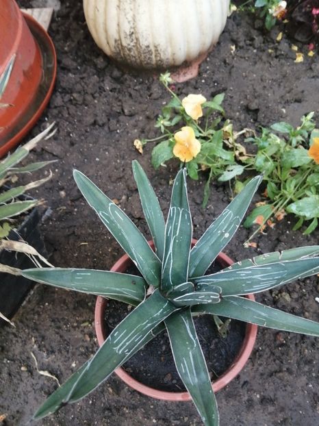  - Agave - cactuși - suculente