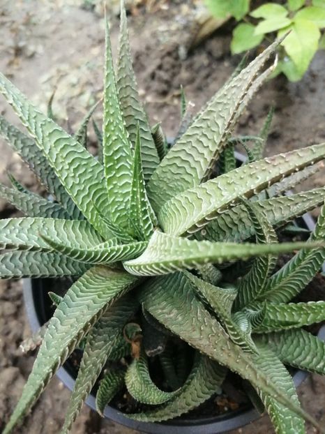  - Agave - cactuși - suculente