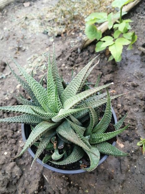  - Agave - cactuși - suculente