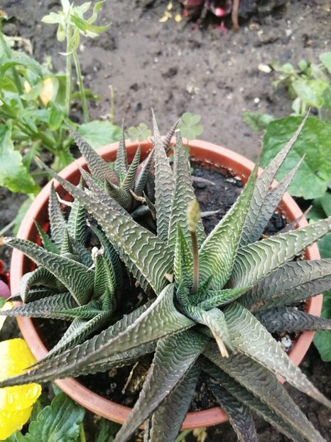  - Agave - cactuși - suculente