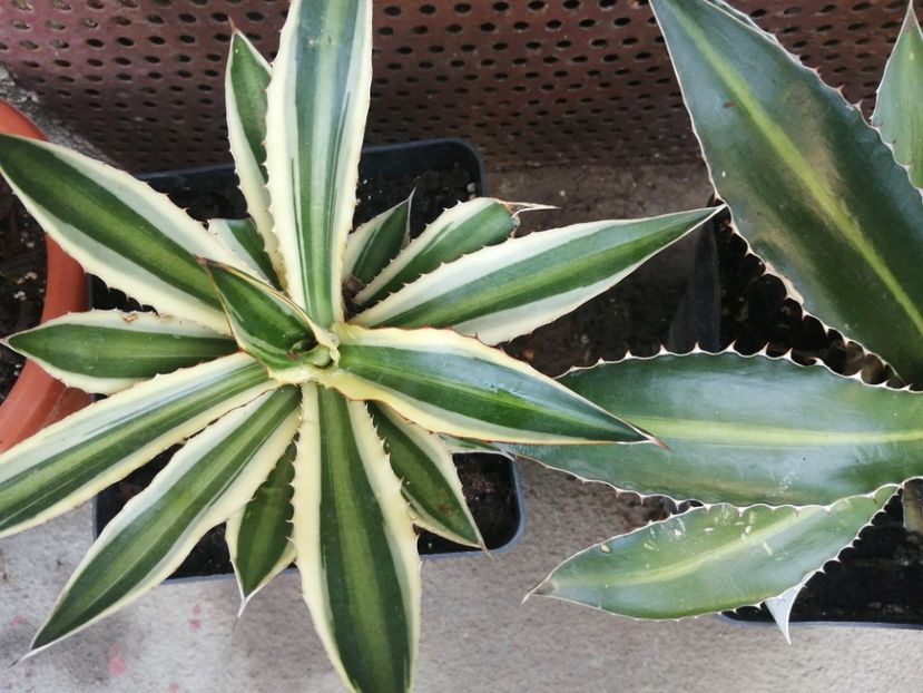 - Agave - cactuși - suculente