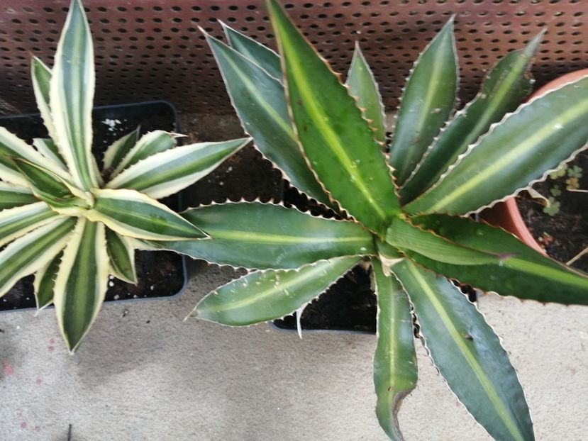  - Agave - cactuși - suculente