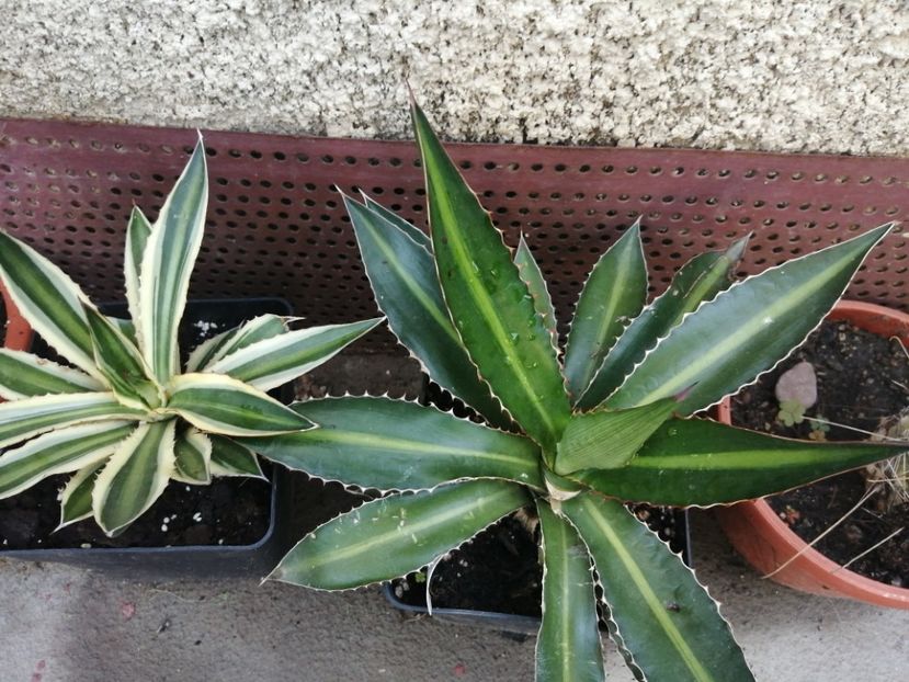  - Agave - cactuși - suculente