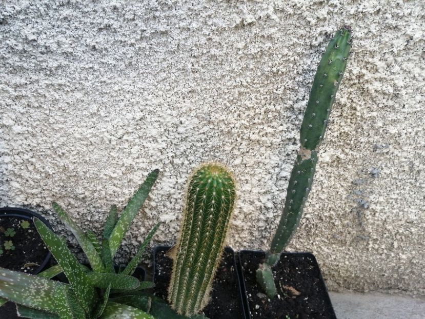  - Agave - cactuși - suculente