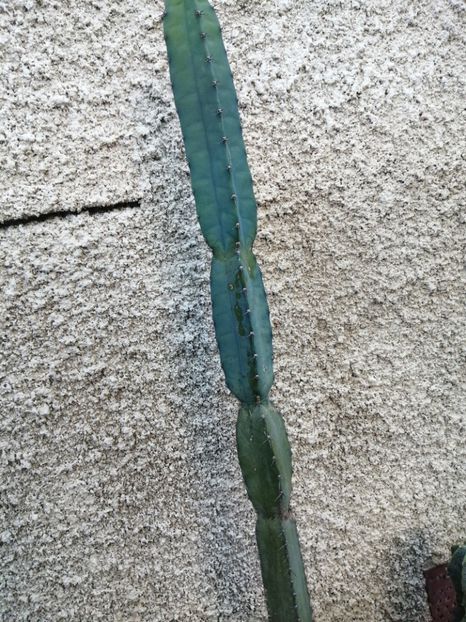  - Agave - cactuși - suculente