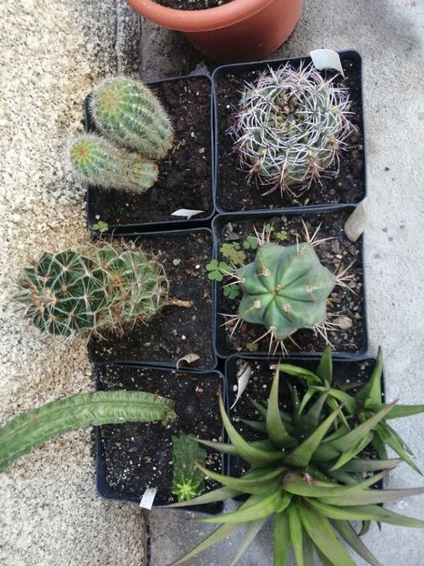  - Agave - cactuși - suculente