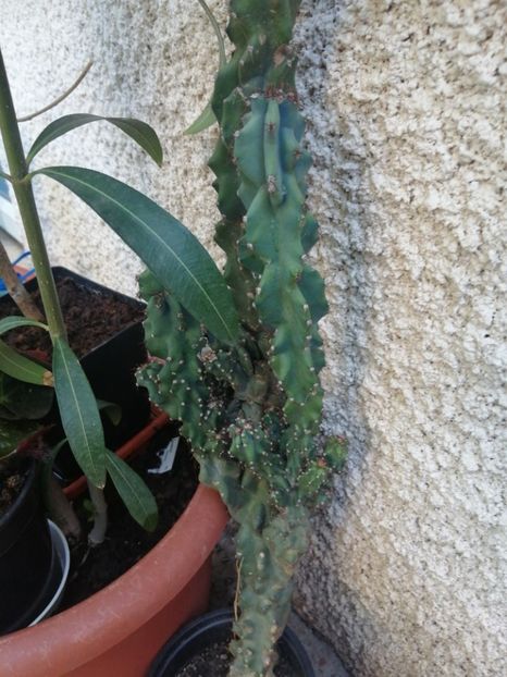  - Agave - cactuși - suculente