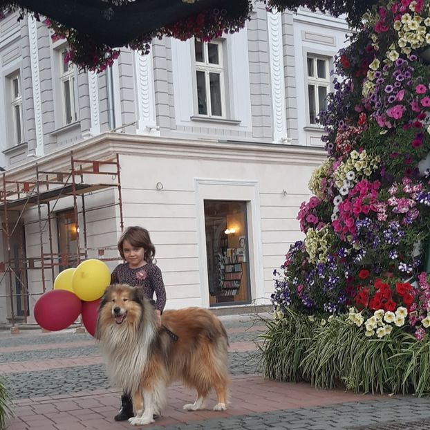 Collie Rough - Collie Rough Joisie Ballo si pui