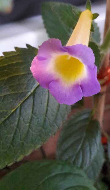  - BriDs Estrella de Oro