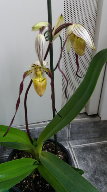 Paphiopedilum philippinense - Orhidee_5_simpodiale fără pseudobulbi