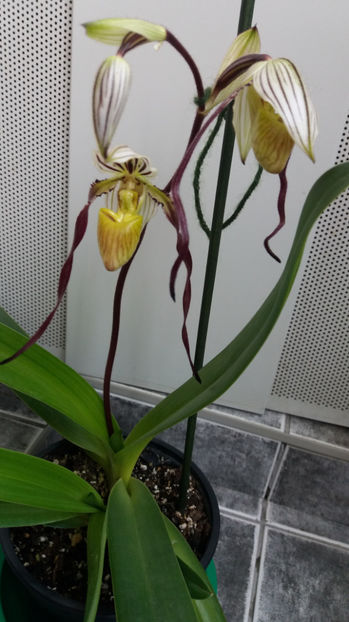 Paphiopedilum philippinense - Orhidee_5_simpodiale fără pseudobulbi