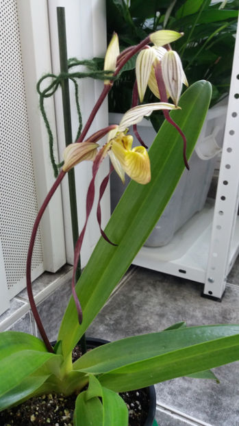 Paphiopedilum philippinense - Orhidee_5_simpodiale fără pseudobulbi