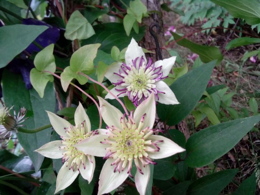 Vienetta - Clematite și altele