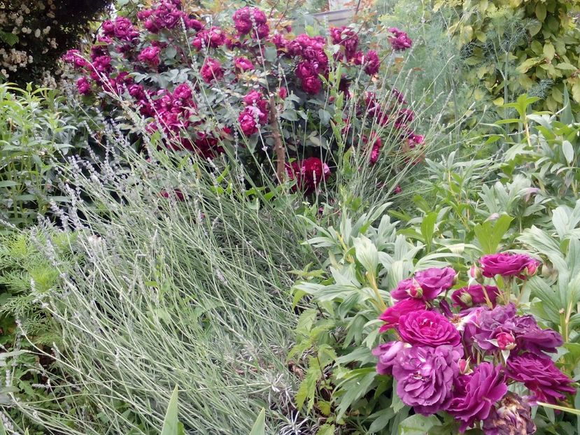 Ebb tibe & Munstead - 2020 Iunie